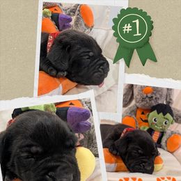 Red collar - Black male Cane Corso puppy in Va Beach, Virginia from Guardian Corso's