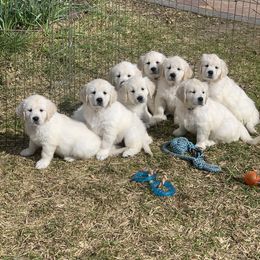 Golden Retriever Puppies from Lagniappe Goldens