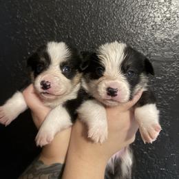 Pembroke Welsh Corgi Puppies from S7 Corgis and Chaos