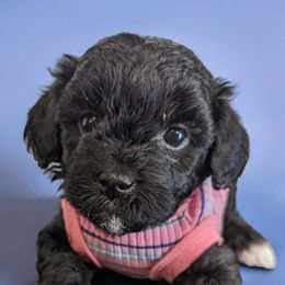 Maltipoos from Horst Maltipoo Puppies