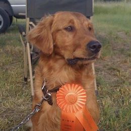 Golden Retrievers from StoneFly Retrievers