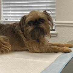 Juno - Brussels Griffon