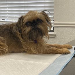 Juno - Brussels Griffon