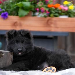 Orange collar - Black male German Shepherd puppy in Plumas Lake, California from Zwinger Vom Greifjäger
