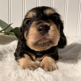 Black and Cream - Black and cream female Dachshund puppy in Nampa, Idaho from Long_and_Low_Dachshunds