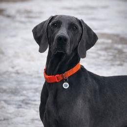 Ocean - Weimaraner