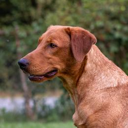 Honey - Labrador Retriever