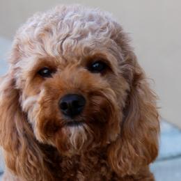 Phoebe - Goldendoodle