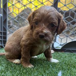 Katniss - Buff and white female Cockapoo puppy in Williamston, South Carolina from Sassy Bob’s Dogs