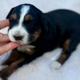 Forky- orange collar - Tri-color male Bernedoodle puppy in Colorado Springs, Colorado from Mercy Mountain Bernedoodles