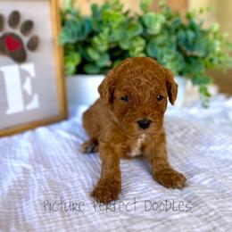 Johnny- Blue Collar - Red male Cavapoo puppy in St George, Utah from Picture Perfect Doodles