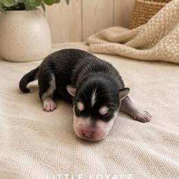Alvin - Black and white male Pomsky puppy in Riverside, California from LittleLoyalz