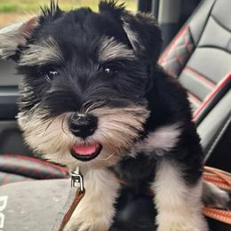 Hero - Black and silver male Miniature Schnauzer puppy in Dayton, Texas from Felicia Hensel