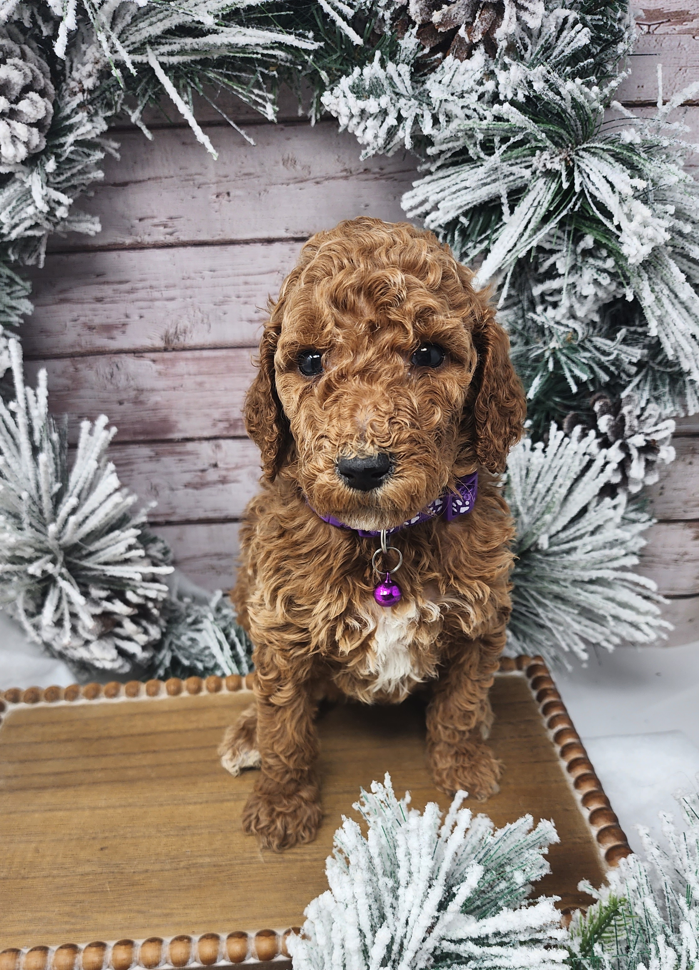 Purple Collar Girl - Apricot Poodle puppy in Selinsgrove, Pennsylvania from Poodle Paws and Puppies