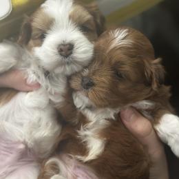 Havanese puppies from Harbor Of Hope Havanese