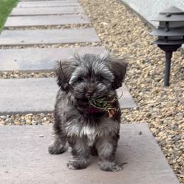 Isabella - Chocolate brindle female Havanese puppy in Culver City, California from Havan Sent Havanese