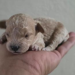 Peaches(AKC) - Apricot female Poodle puppy in Lawton, Oklahoma from My Precious Toy Poodles