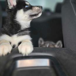 Siberian Husky Puppies from S & J Siberian Huskies