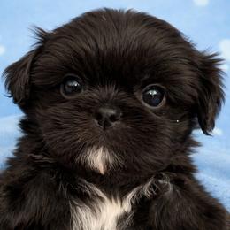 Beckett - Black and white male Shih Tzu puppy in Tallahassee, Florida from Bows and Bow Ties