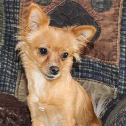 Canela - Chihuahua
