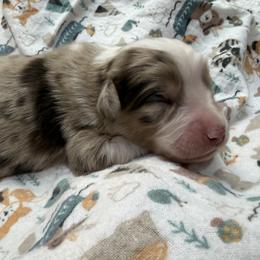 1 - Red merle male Miniature Australian Shepherd puppy in Cedar Creek, Texas from Rowdy Ranch Tx