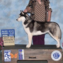 Belgian Malinois and Siberian Huskies from Cinotara Kennels