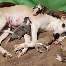 Whippet Puppies from Mohr Whippets