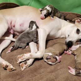 Whippet Puppies from Mohr Whippets