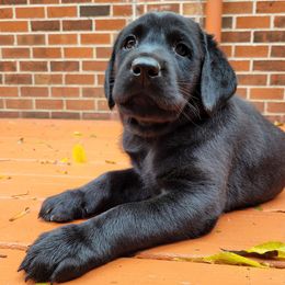 Labrador Retrievers from Willow Birch Farm
