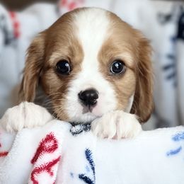 Cavalier King Charles Spaniels from Countryside Royalty Cavaliers