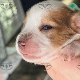 Mr. Orange-3200 - Dapple male Dachshund puppy in Sparr, Florida from From the Heart Doxies