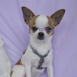 Tate - Chihuahua