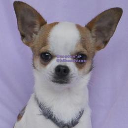 Tate - Chihuahua