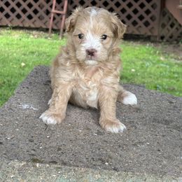 Mango - Red male Maltipoo puppy in Oakland, Kentucky from Imperial Dogs