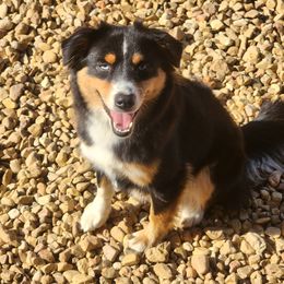 Ember - Miniature Australian Shepherd