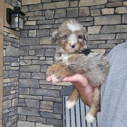 Duke - Merle male Bernedoodle puppy in Apple Creek, Ohio from Grandeur Valley Puppies