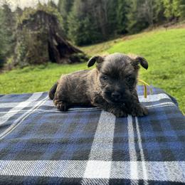 Cairn Terrier Puppies from KM Peaks Cairn Terriers