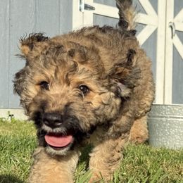 Aussiedoodles from Mema's Doodles