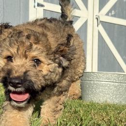 Aussiedoodles from Mema's Doodles