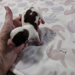 Mickey - Red sable male Havanese puppy in Cleveland, Texas from 7th Heaven Havanese of Texas