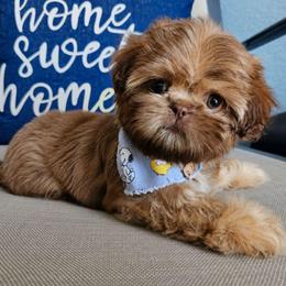 Rocco - Chocolate and tan male Shih Tzu puppy in Corona, California from Ju Shih Tzu