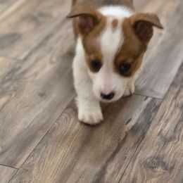 Boy 2 - Red male Pembroke Welsh Corgi puppy in Middleburg, Florida from Mulkeys Little Corgis