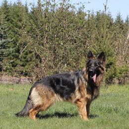 German Shepherds from Vom Haus Rae