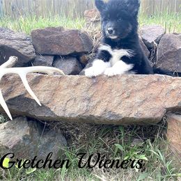Gretchen Wieners - Black and white female Alaskan Malamute puppy in Kalispell, Montana from Glacier Malamutes