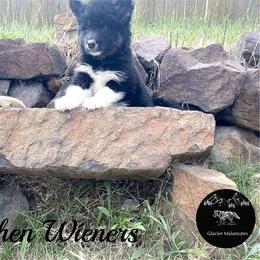 Gretchen Wieners - Black and white female Alaskan Malamute puppy in Kalispell, Montana from Glacier Malamutes
