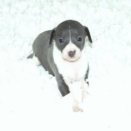 Gia Female 1 - Blue female Italian Greyhound puppy in Sparta Tn And Caryville Fl, Tennessee from Summerwind Kennel