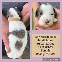 English Springer Spaniel and Springerdoodle Puppies from Springerdoodles In MI
