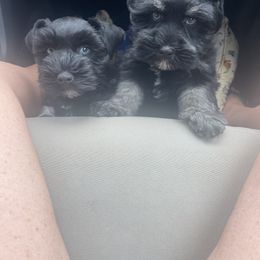 Miniature Schnauzer Puppies from Lap Happy Schnauzers