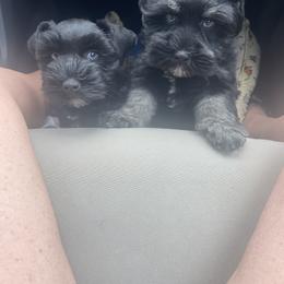 Miniature Schnauzer Puppies from Lap Happy Schnauzers