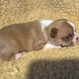 Casper - Red male Boston Terrier puppy in Wellington, Ohio from Twist of Faith Farms